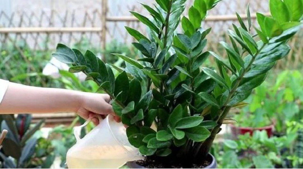 6 sai lầm khi trồng cây kim tiền khiến cây nhanh tàn, tài lộc khó tụ