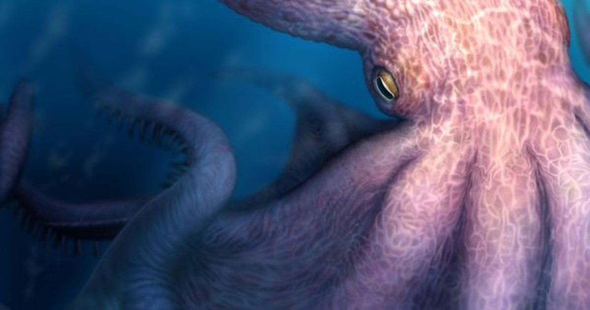 Bạch tuộc quái vật dài 19 m lộ diện ở Nhật Bản