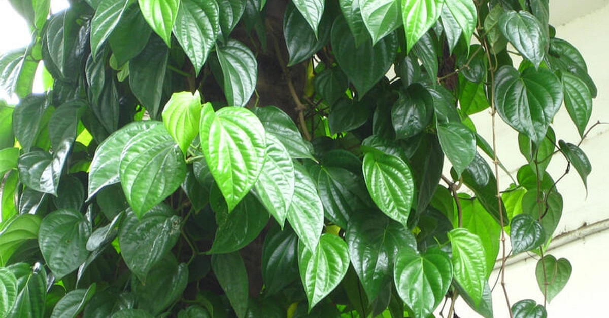 Lời khuyên đến những gia đình đang trồng cây trầu không