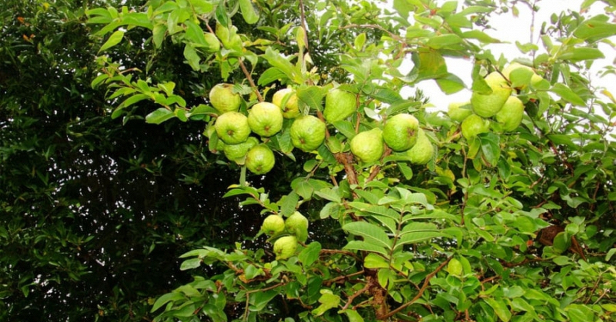 Lời khuyên dành cho những gia đình đang trồng cây ổi