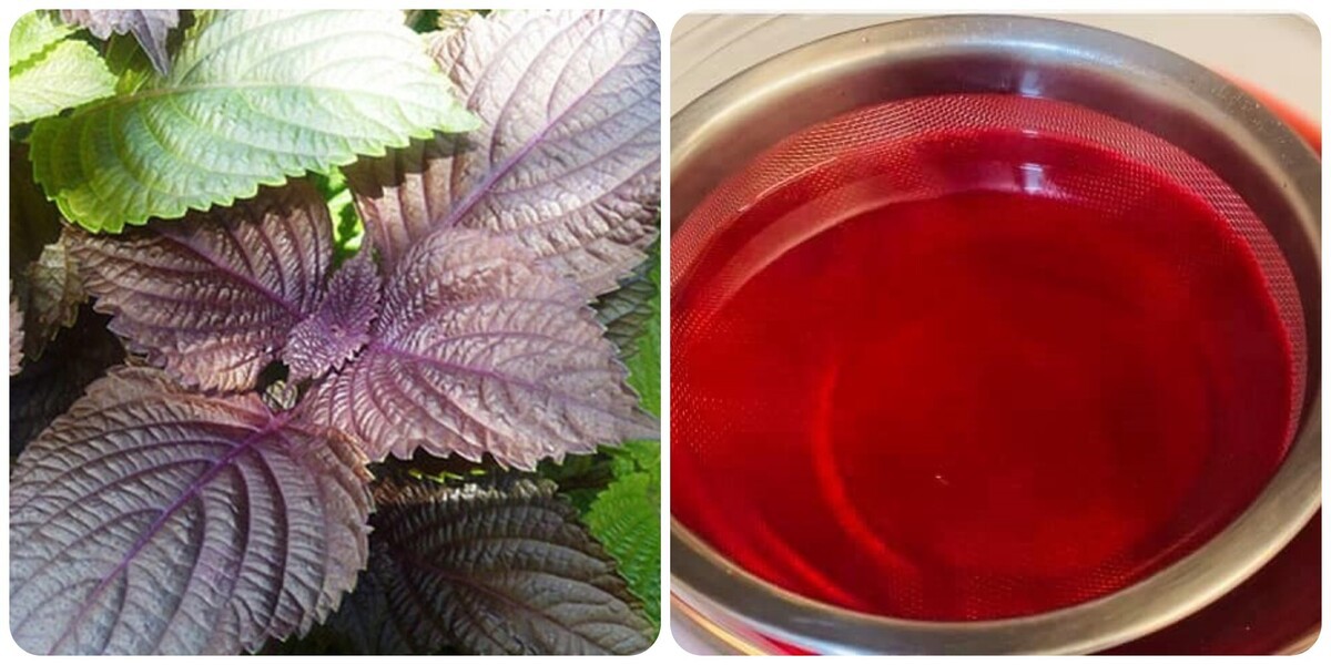 Những ai không nên uống nước lá tía tô?