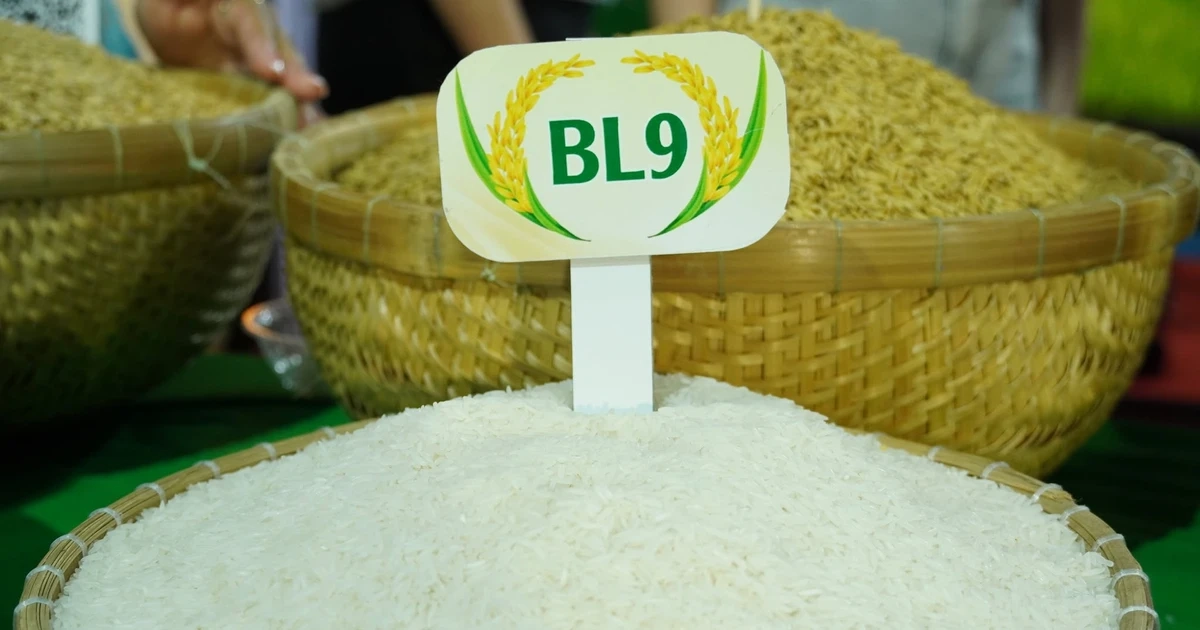 Gạo BL9 giành giải nhất cuộc thi gạo ngon nhất Đồng bằng sông Cửu Long
