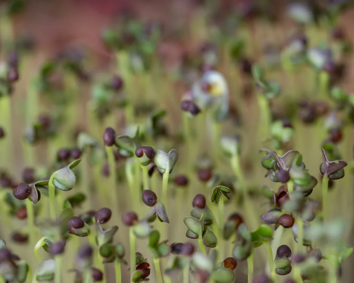 5 loại rau “đại bổ”, nên trồng ngay trong nhà: Chỉ 7 ngày là được thu hoạch