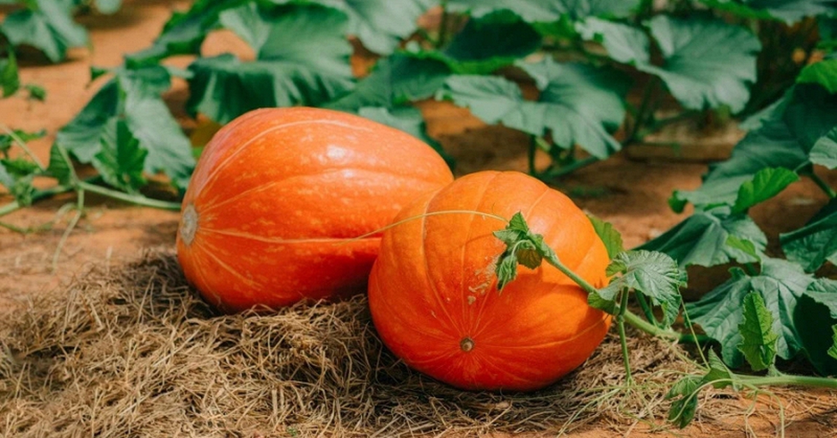 Lời khuyên đến những gia đình đang trồng cây bí đỏ