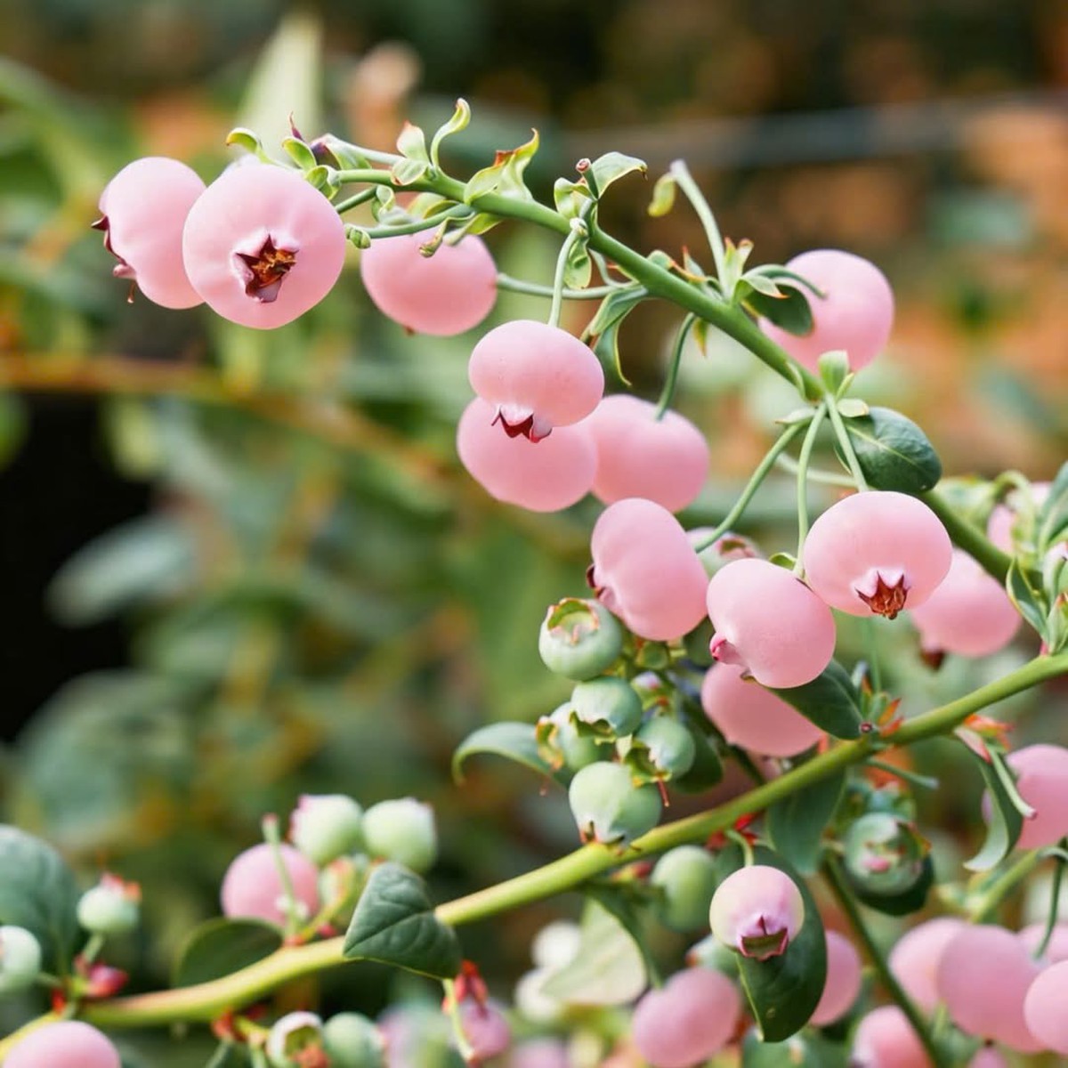 Loại quả màu hồng đẹp mắt đang gây "sốt mạng": Liệu có giàu dinh dưỡng hơn việt quất xanh?