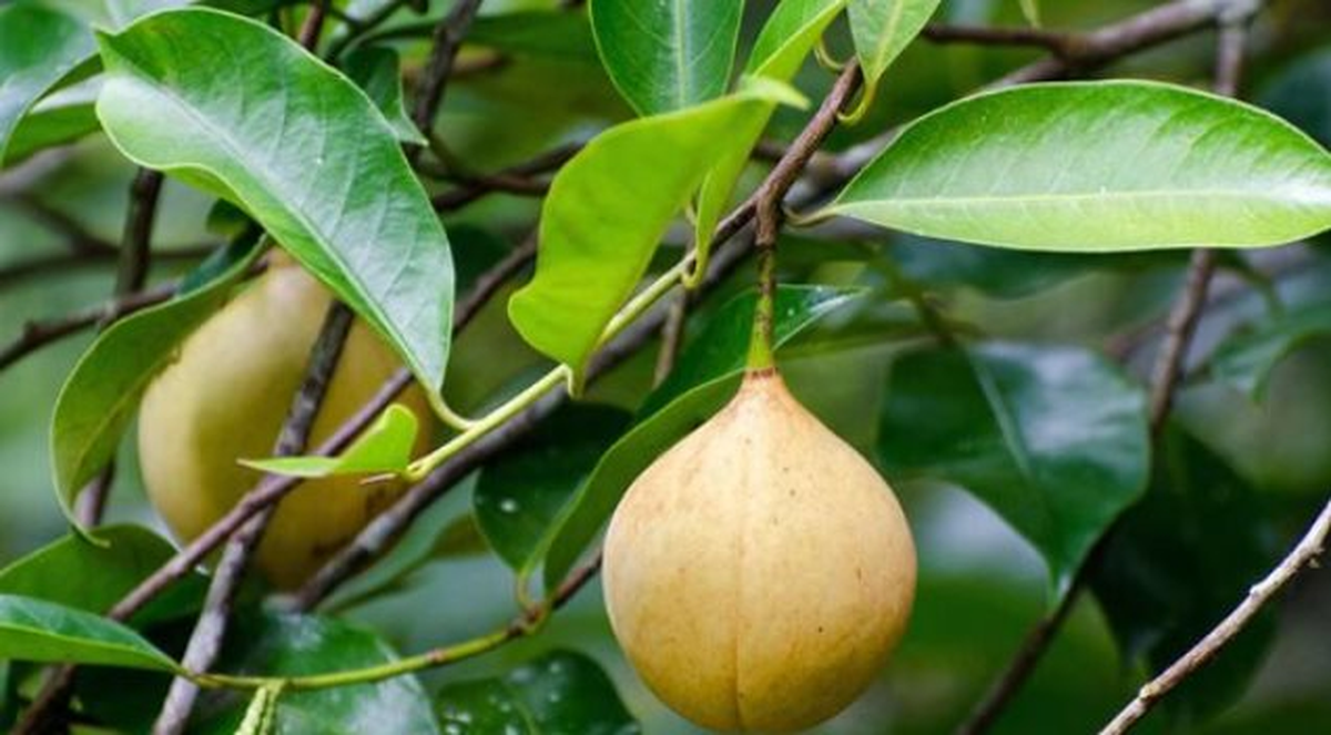Đắt hơn sầu riêng, loại quả quý hiếm của Việt Nam vừa đón tin vui đầu năm: Xuất khẩu tăng mạnh 52%, trồng ít nhất 3 năm mới được thu hoạch
