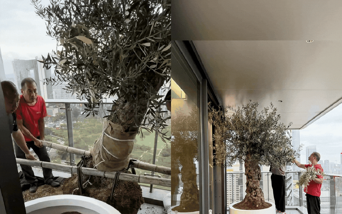 Giới thượng lưu đang "mê mẩn" thú chơi ô liu cổ thụ và nghệ thuật chăm sóc "báu vật" Địa Trung Hải