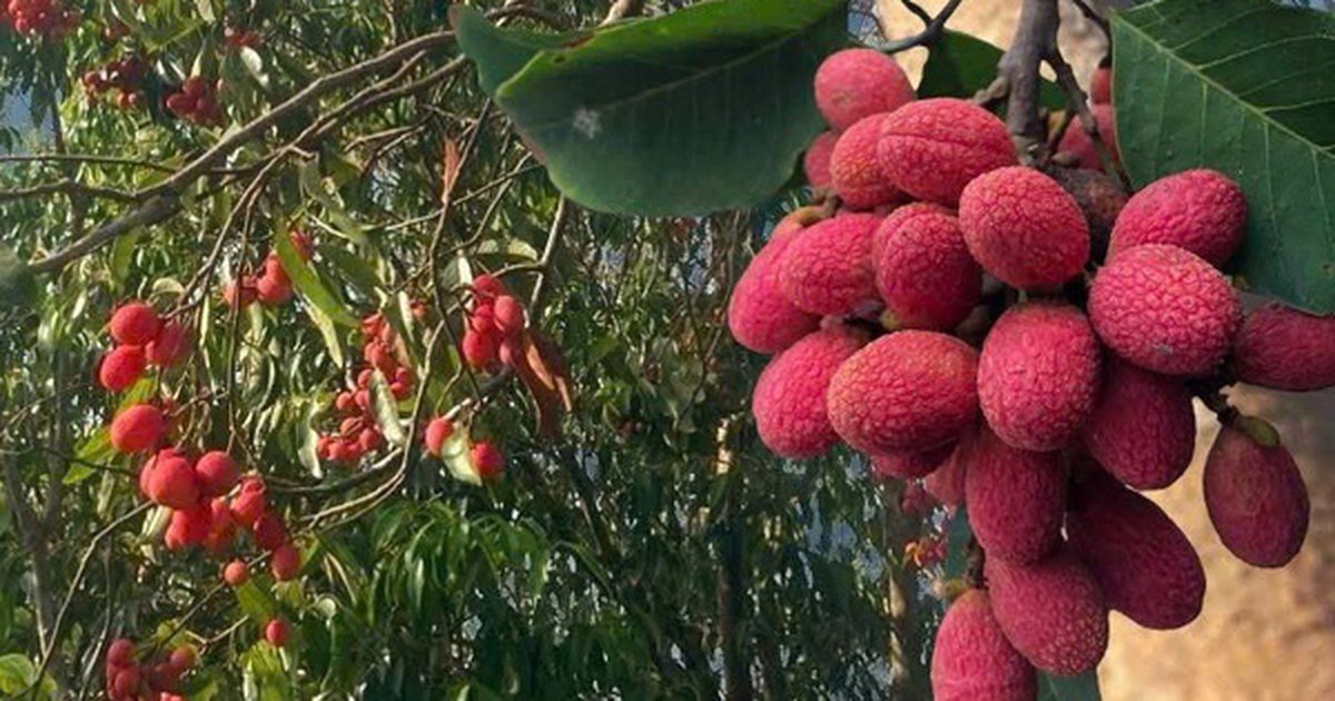 Quả rừng "chín đỏ" giá 125.000 đồng/kg vẫn "cháy hàng"