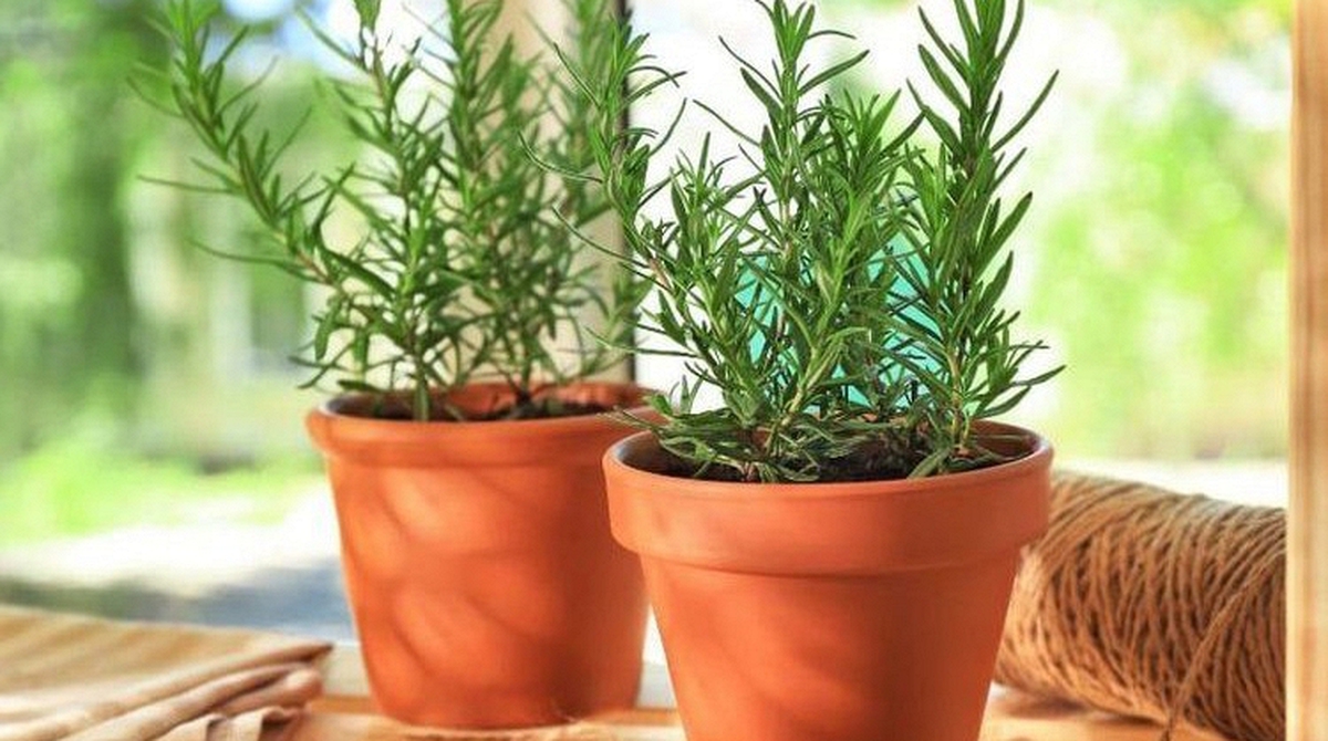 5 loại cây cảnh mà người trên 40 tuổi nên trồng để tăng cường sức khỏe, gia đình thêm thịnh vượng