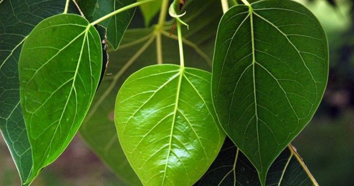 Đừng trồng trước nhà 3 loại cây này: Dễ "tụ khí xấu", chặn tài lộc