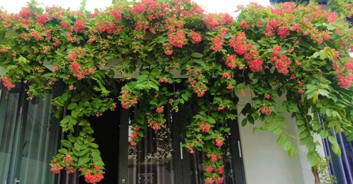 Lời khuyên dành cho những gia đình đang trồng sử quân tử