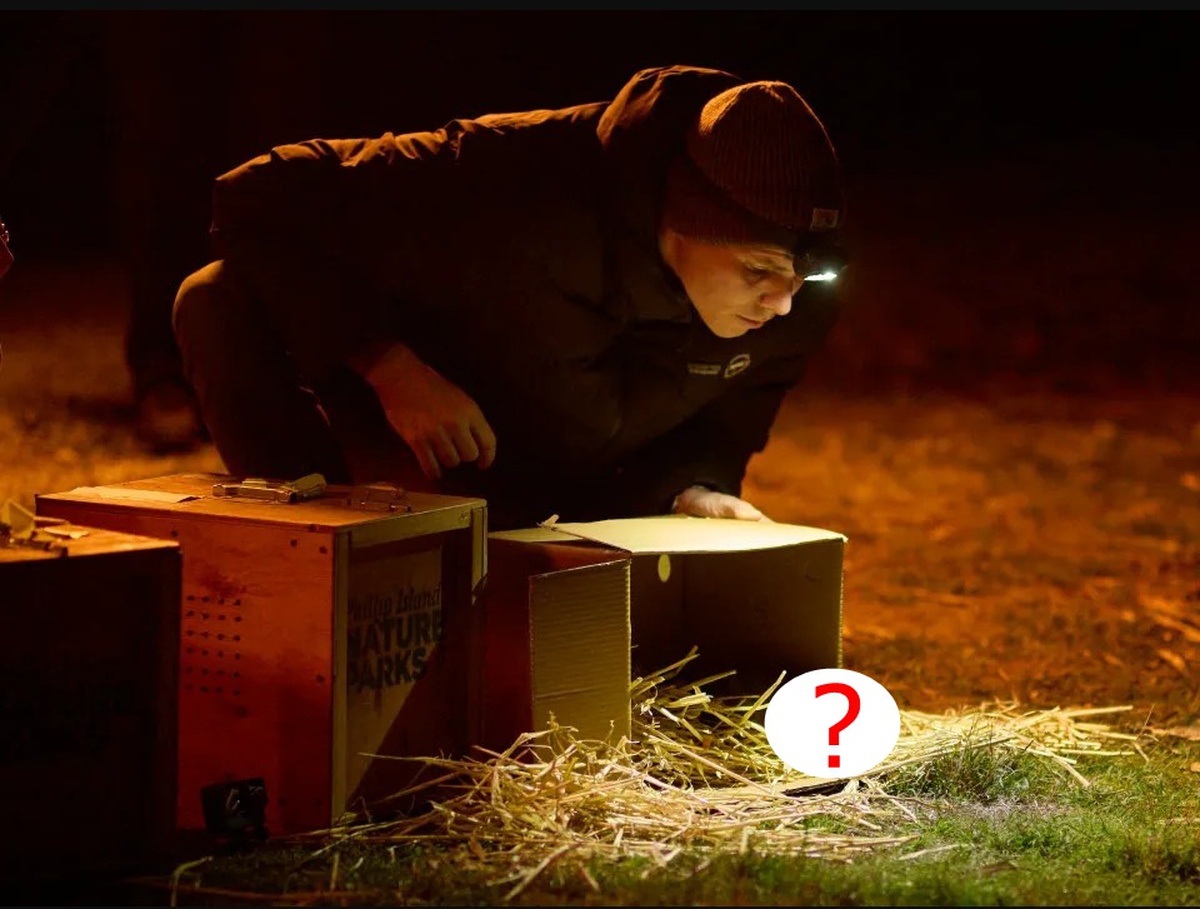 Loài vật từng bị tuyên bố tuyệt chủng bất ngờ "sống lại" sau 30 năm: Khoảng 100 cá thể đã trở về