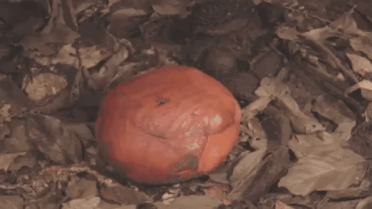 Loài hoa vô lý nhất thế giới: Nặng 10kg, to hơn 1 mét, không có thân, rễ nhưng mùi hương mới là thứ ám ảnh