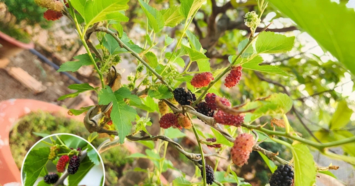 Lời khuyên dành cho những gia đình đang trồng cây dâu tằm