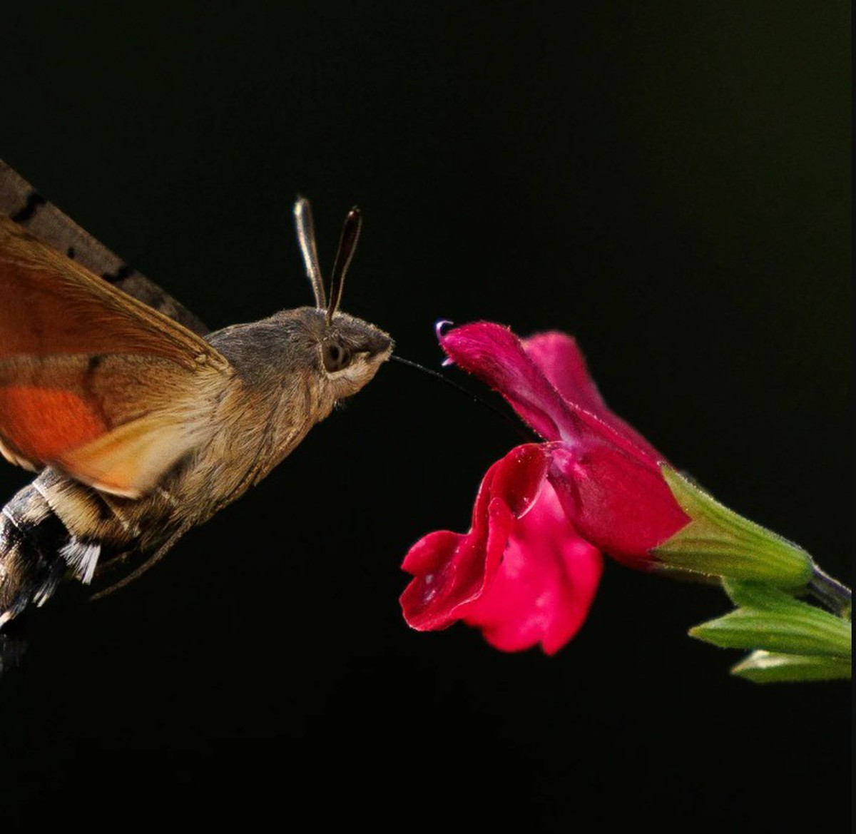 Người đàn ông đăng ảnh "con vật lạ" lên Facebook, chuyên gia tìm đến: Loài này đã 'sống lại' sau 17 năm