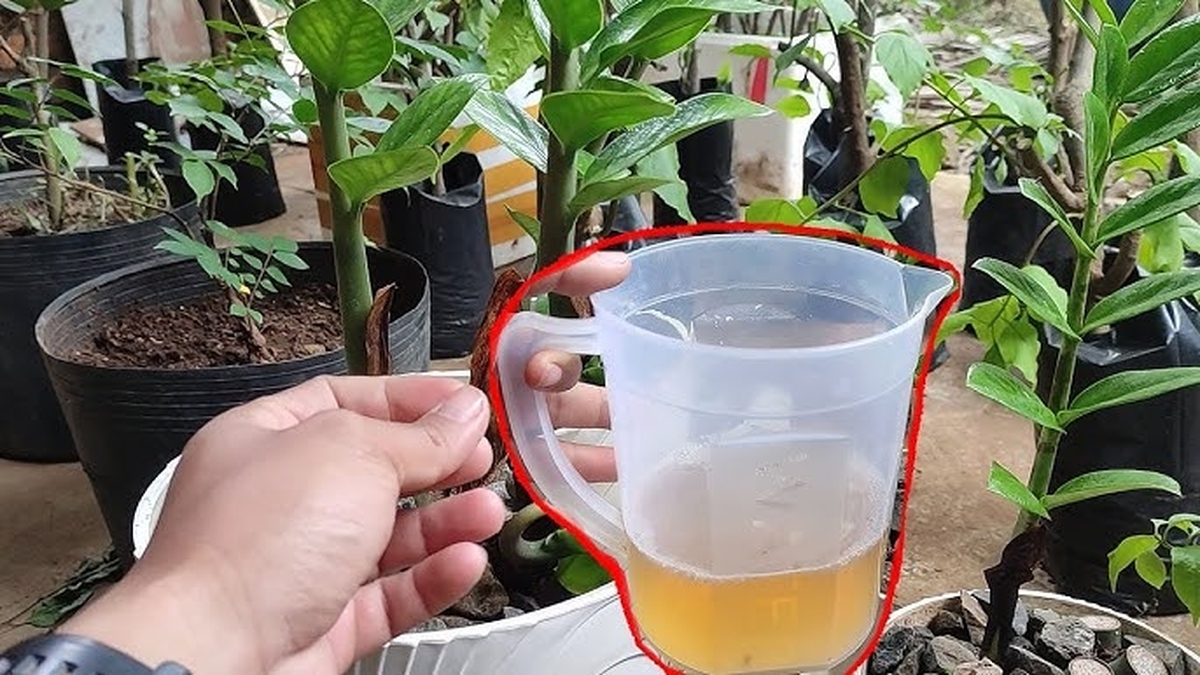 5 "nước uống" yêu thích nhất của cây kim tiền