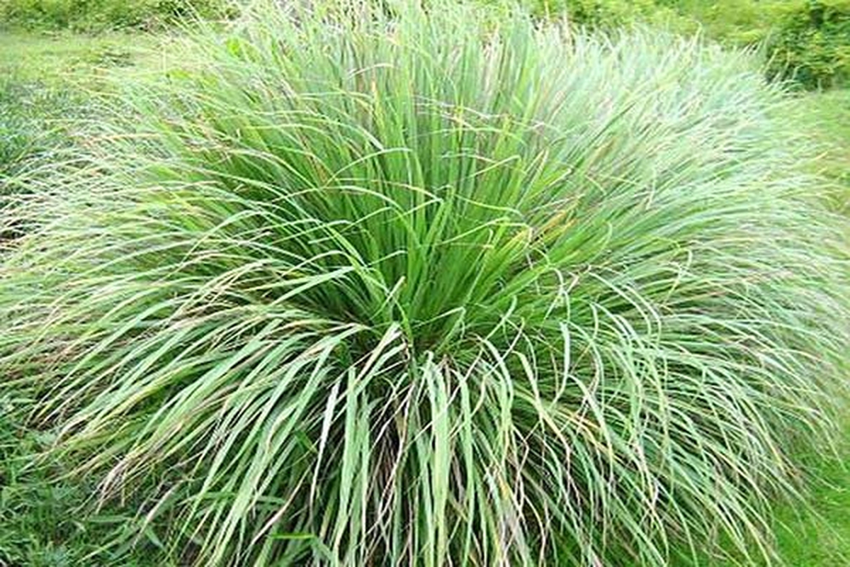 Lời khuyên đến những gia đình đang trồng sả