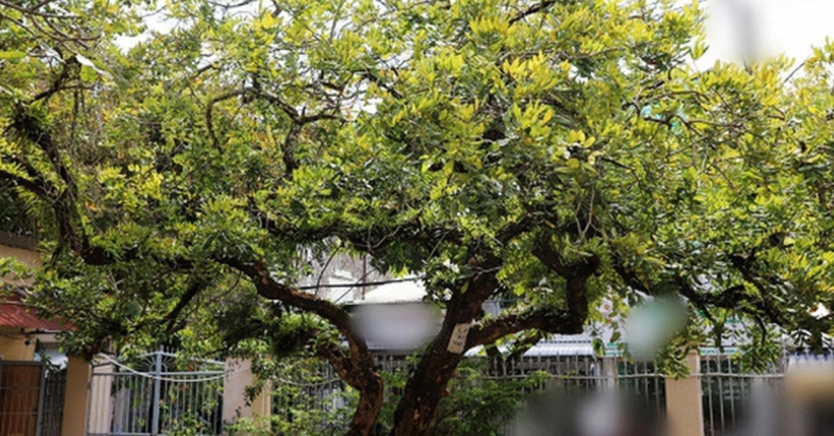 Không phải mê tín: Trong nhà có 6 loài cây này, càng trồng càng may mắn, bảo sao người giàu thích mê