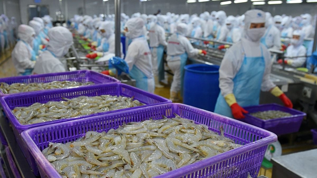 Từng được kỳ vọng lãi gấp đôi "sau 1 đêm", đại gia tôm Việt Nam "nhịn" lãi, quyết không hoàn nhập dự phòng giữa đòn bão thuế của Mỹ