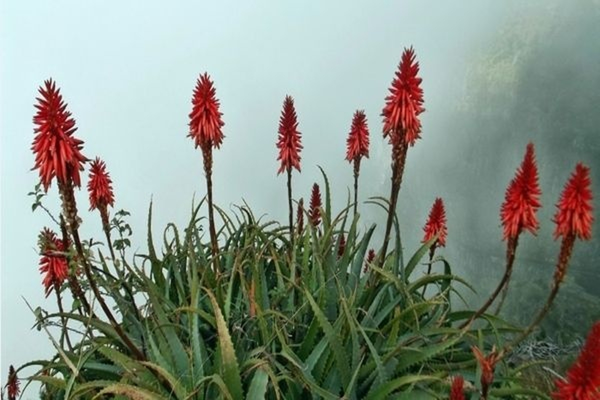 Cây thuốc quý mọng nước, mềm mịn như thạch: Nhà nào có vài chậu quý ngang vàng mười