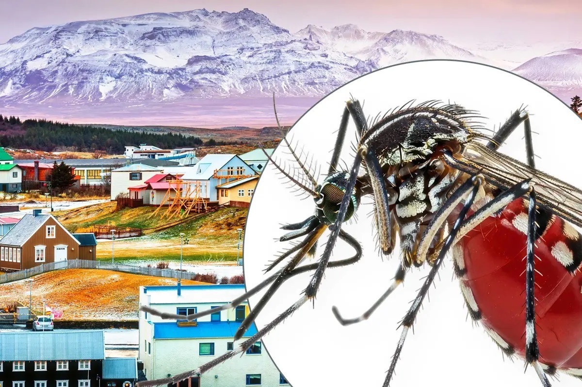 Vì sao Iceland không có con muỗi nào?