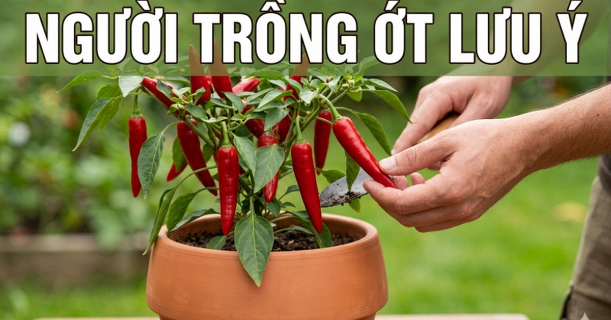 Lời khuyên chân thành dành cho những người đang trồng cây ớt