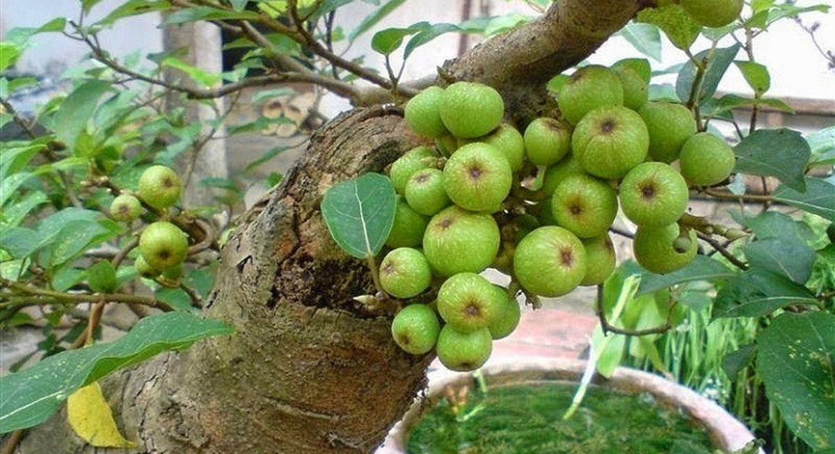 Lời khuyên dành cho các gia đình đang trồng cây sung