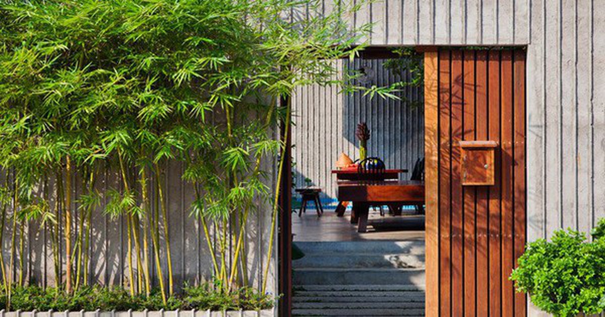 Đừng trồng 6 loại cây này sát nhà kẻo "rước họa"