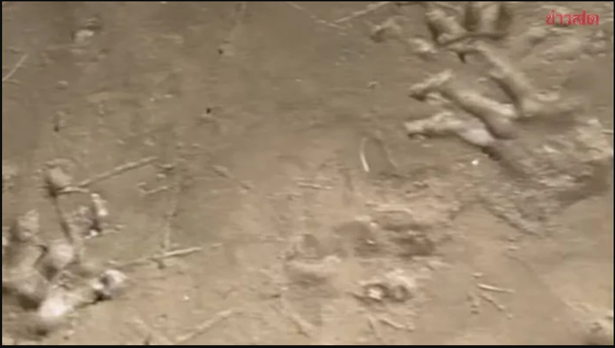 Bờ sông xuất hiện hàng loạt dấu chân lạ, chuyên gia vừa nhìn liền phác họa: "Quái thú" có thể dài 4 mét