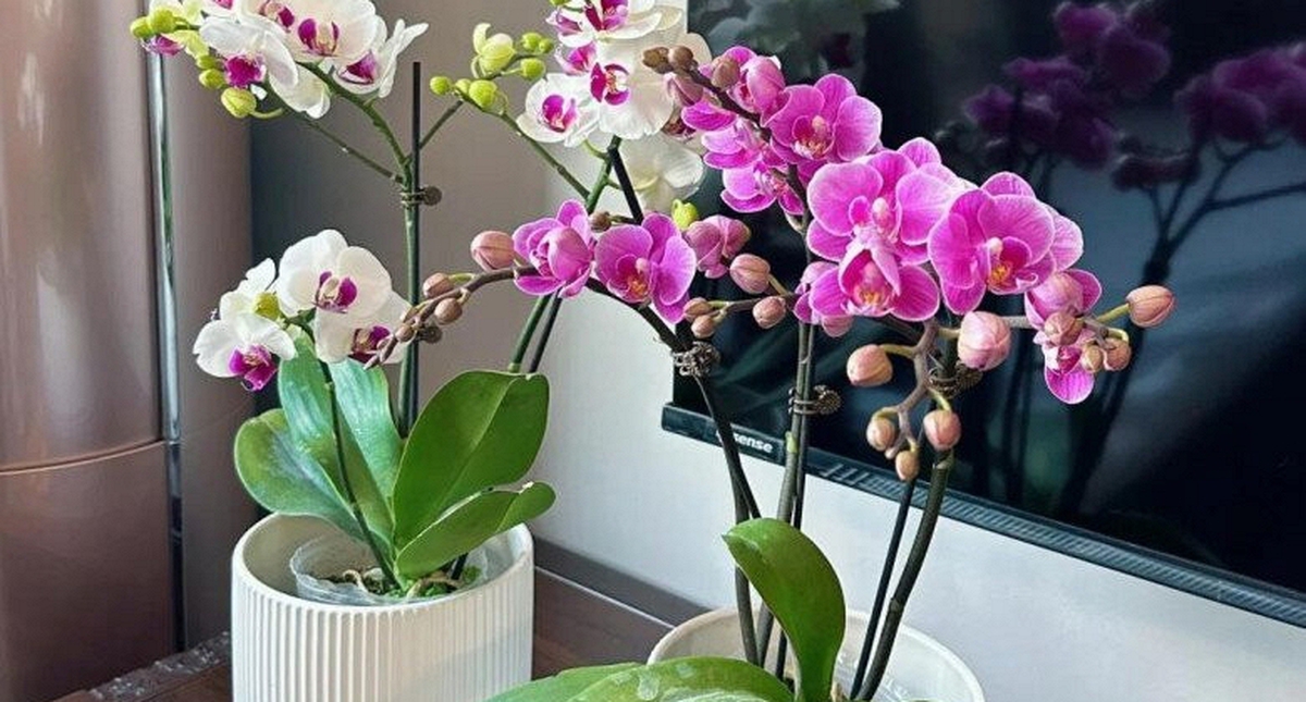 Lời khuyên dành cho những gia đình đang trồng lan hồ điệp