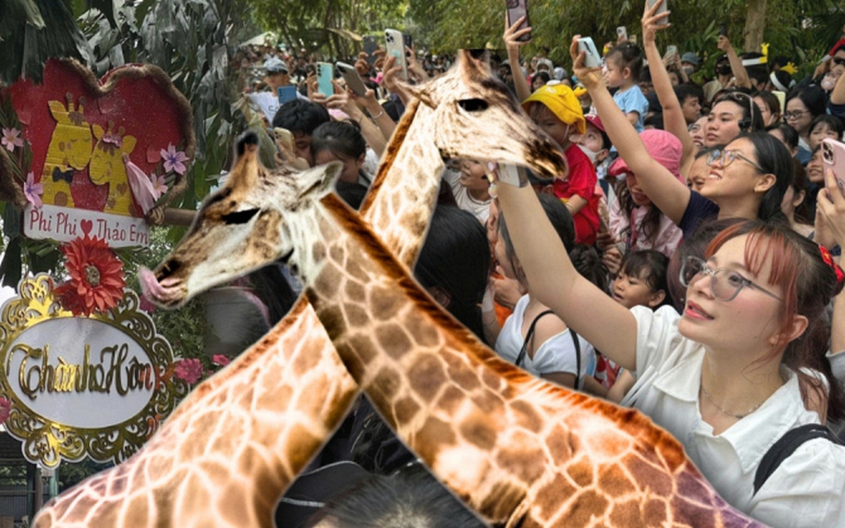 ĐỘC LẠ NGÀY LỄ: Biển người đổ bộ Thảo Cầm Viên từ sớm chỉ để... dự đám cưới hươu cao cổ!