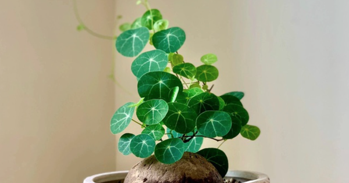 4 loại cây nên có trong nhà