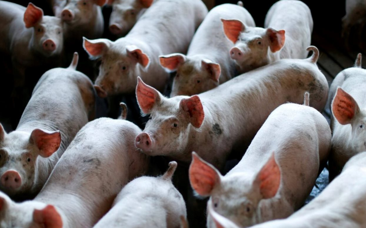 60 tấn thịt lợn ám ảnh quốc gia giàu nhất châu Á: Nhiều nông hộ đang lỗ 1 triệu đồng/con, dư thừa hàng loạt "chung cư lợn"