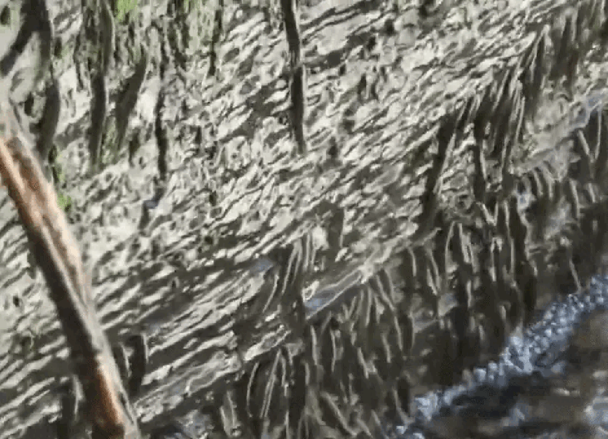 Lần đầu ghi nhận hiện tượng hàng ngàn con cá leo vách thác thẳng đứng cao 15m suốt 10 giờ: Lý do là gì?