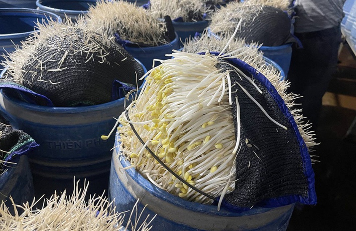 510 tấn giá đỗ "ngậm" chất độc 6-Benzylaminopurine chờ tuồn ra chợ đầu mối: Chuyên gia cảnh báo tác hại và cách chọn giá đỗ “sạch”