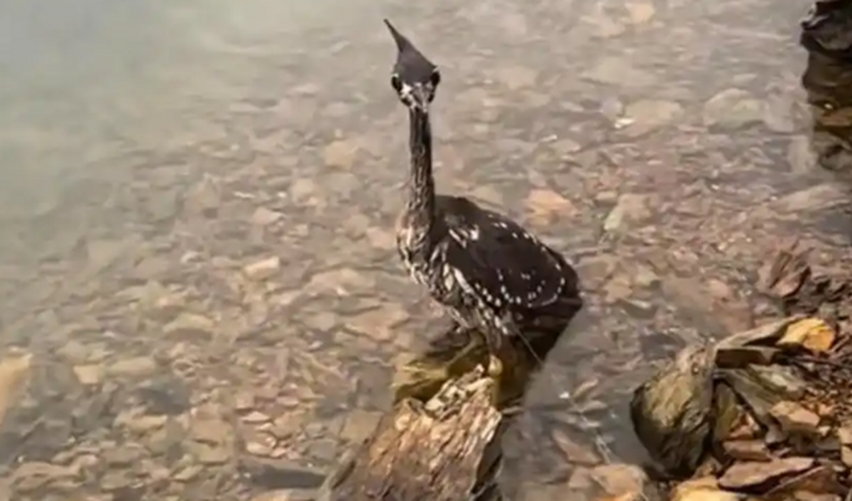 Loài chim bí ẩn nhất thế giới, chỉ còn lại 1.000 cá thể