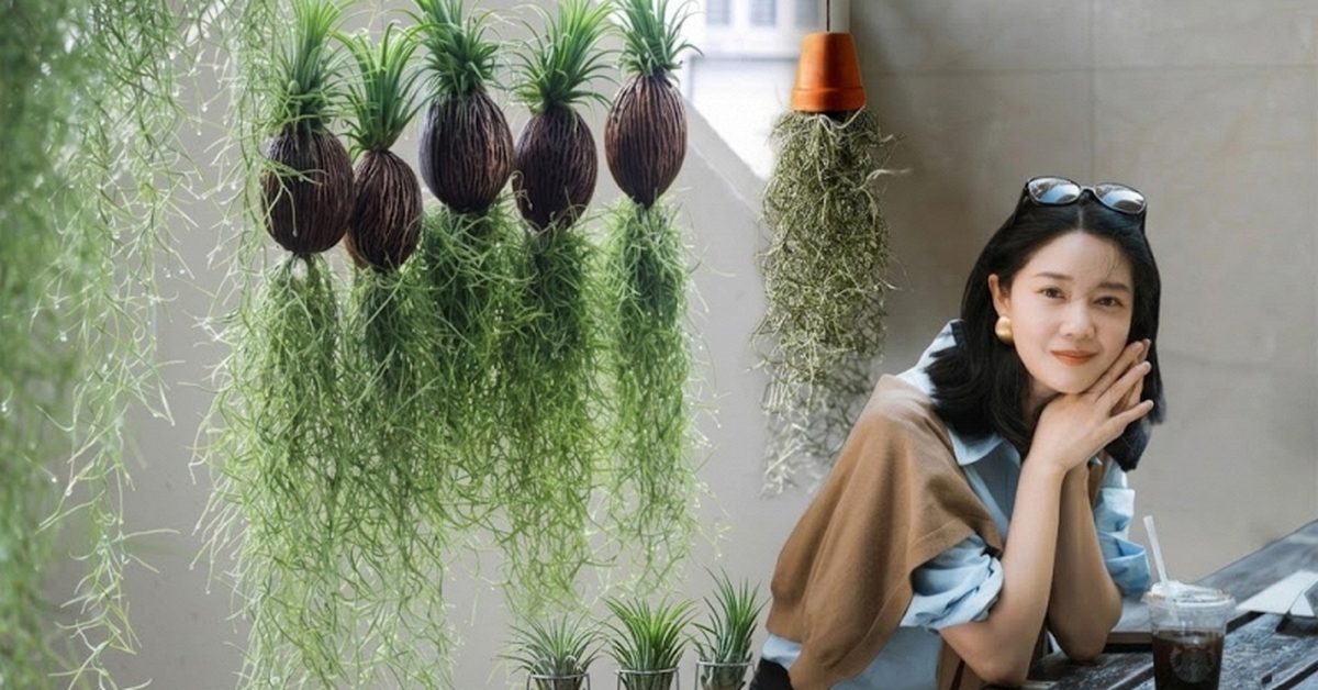 Chơi "cây không khí" giải nhiệt: Cây không rễ vẫn sống xanh, thoáng nhà