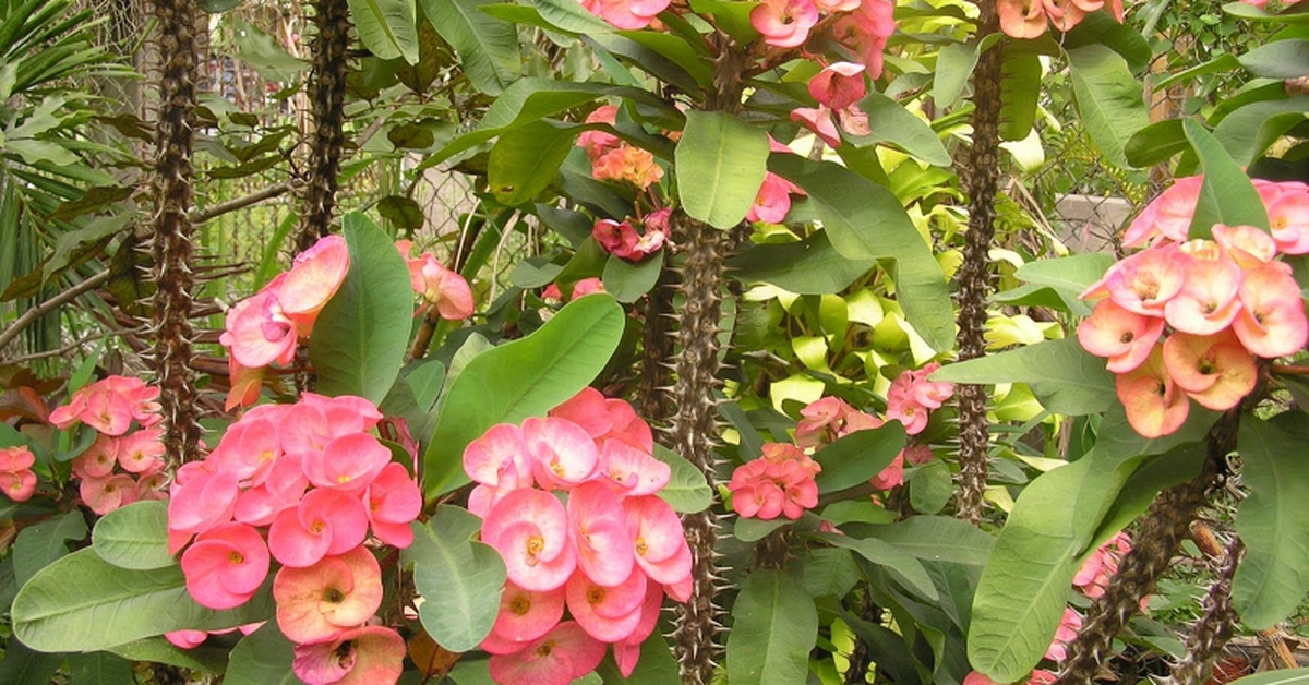 5 cây nhà giàu ít trồng