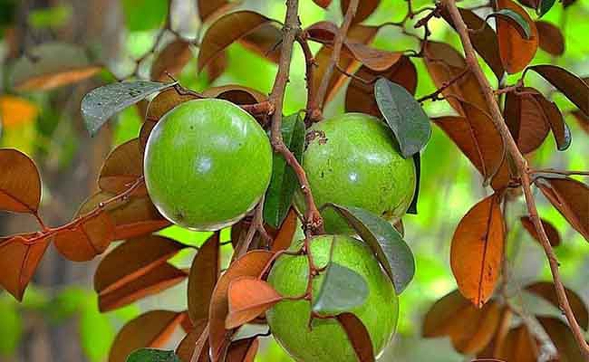 Lời khuyên dành cho các gia đình đang trồng vú sữa