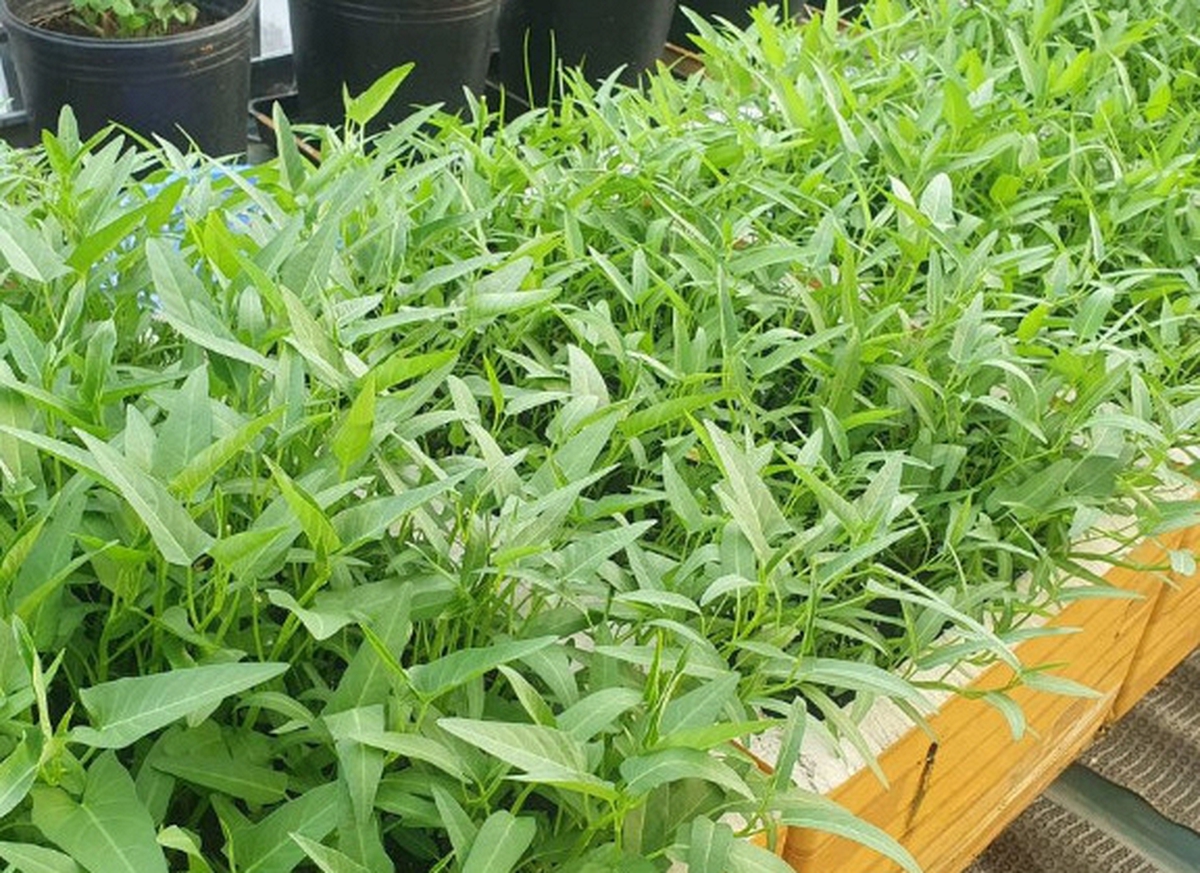 Lời khuyên dành cho những gia đình đang trồng rau muống