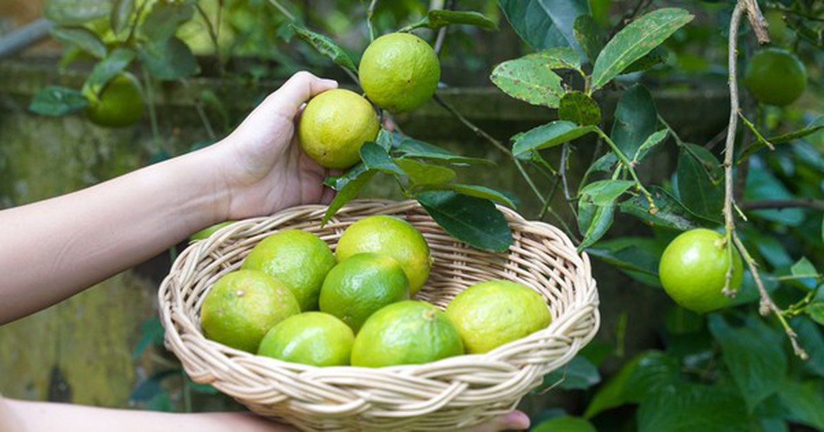5 lý do vì sao bạn nên trồng 1 cây chanh trong nhà