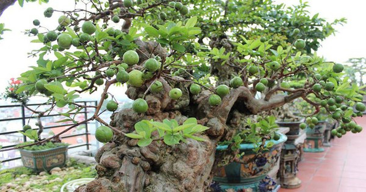 3 lý do bạn nên trồng một cây ổi trong nhà