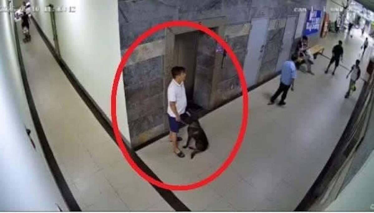 Bị nhắc đeo rọ mõm, chủ chó đánh gục thành viên ban quản trị chung cư