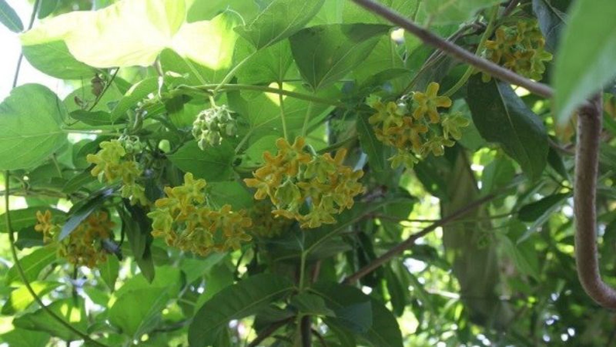 7 lý do tại sao nên trồng giàn thiên lý trong sân nhà