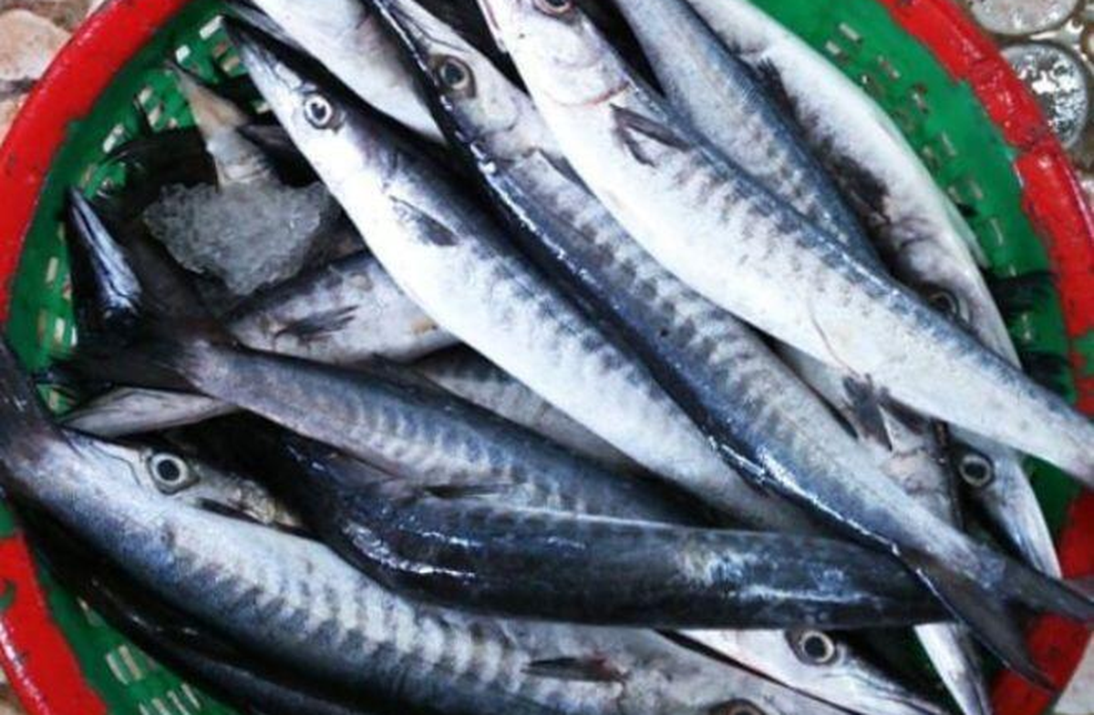 Ngư dân tiết lộ bí mật về loài cá có tên cực lạ, khó đọc: Vảy sáng như bạc, thịt ngọt, có ở Phú Quốc