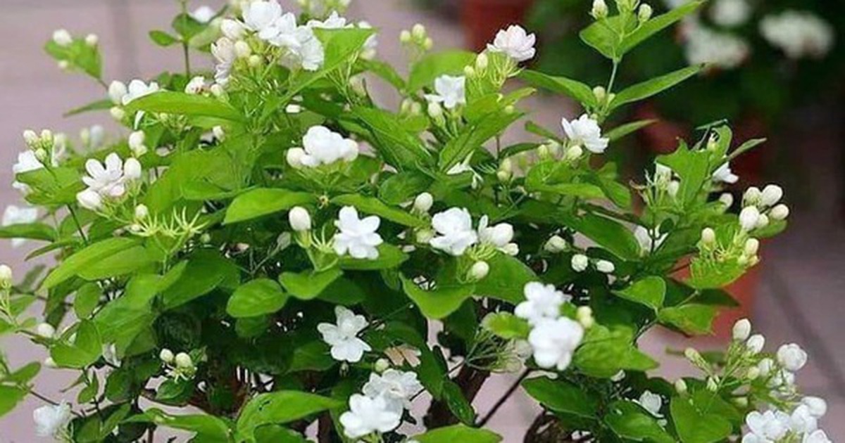 Lời khuyên dành cho những gia đình đang trồng hoa nhài