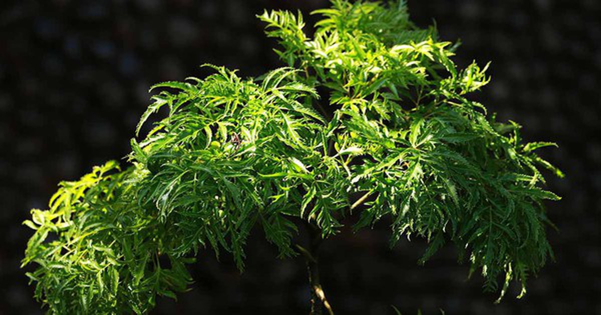 Vì sao người xưa thường trồng một cây đinh lăng trong nhà?