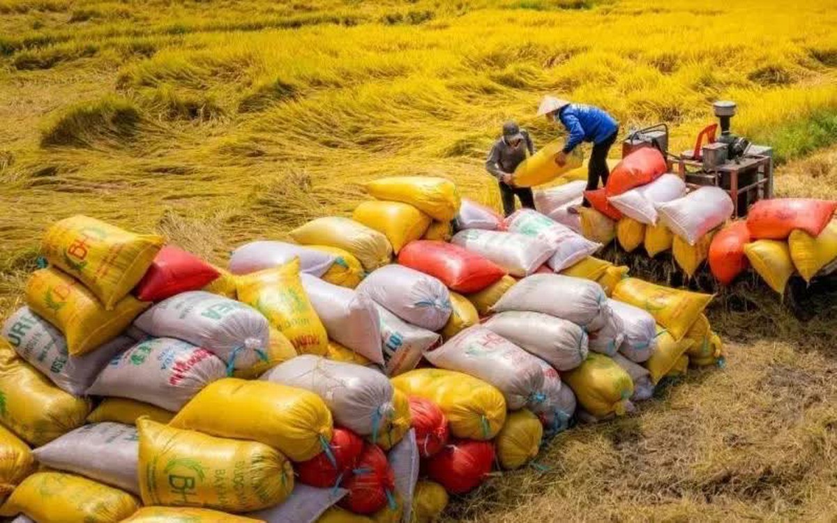 Xuất khẩu 70.000 tấn gạo Việt xanh phát thải thấp