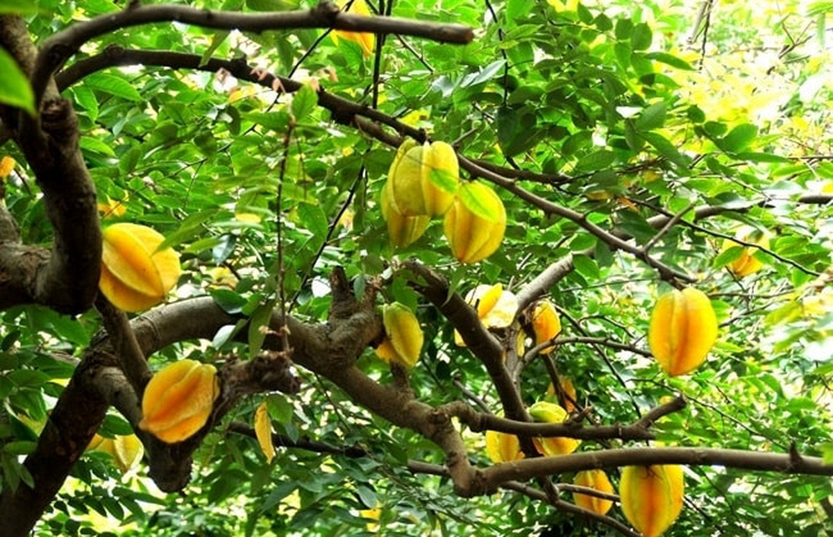 5 lý do vì sao bạn nên trồng 1 cây khế tại nhà
