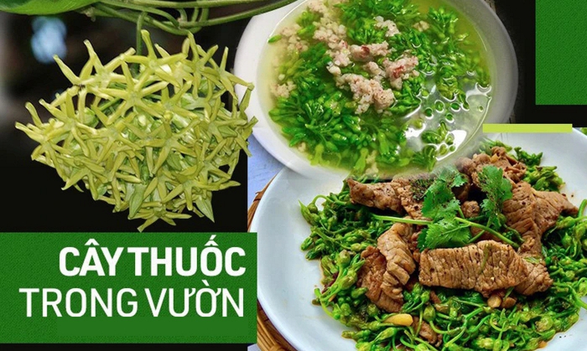 "Thần dược" mùa hè: Loại hoa vừa làm rau ngon, vừa là bài thuốc ngủ tự nhiên cho cả nhà